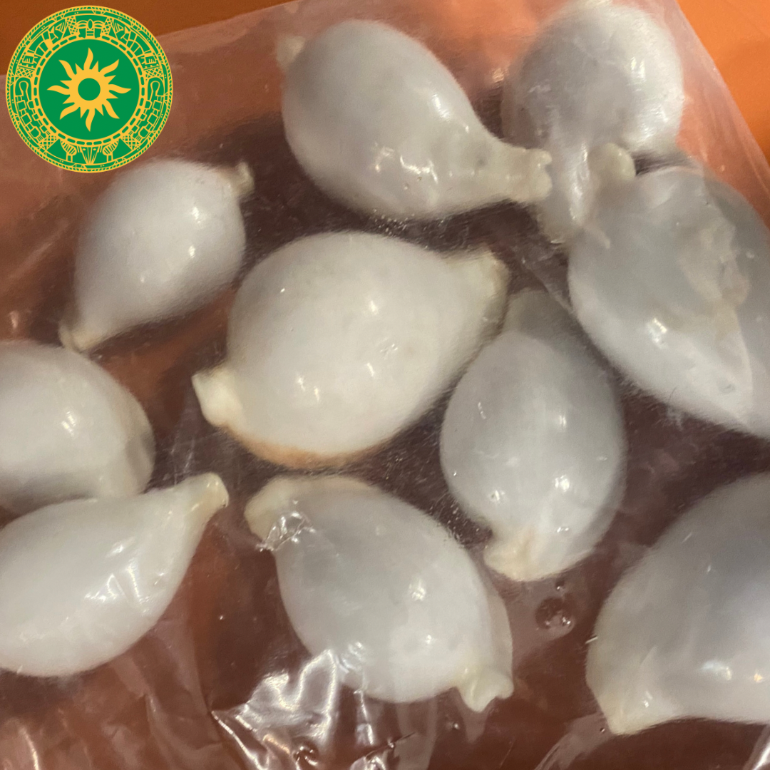 Caracol Iya Aje Blanco