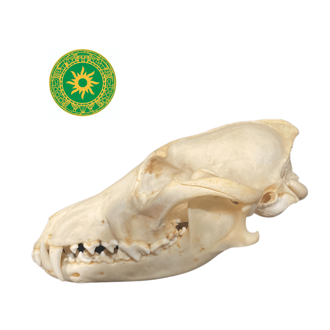 Dog Skull