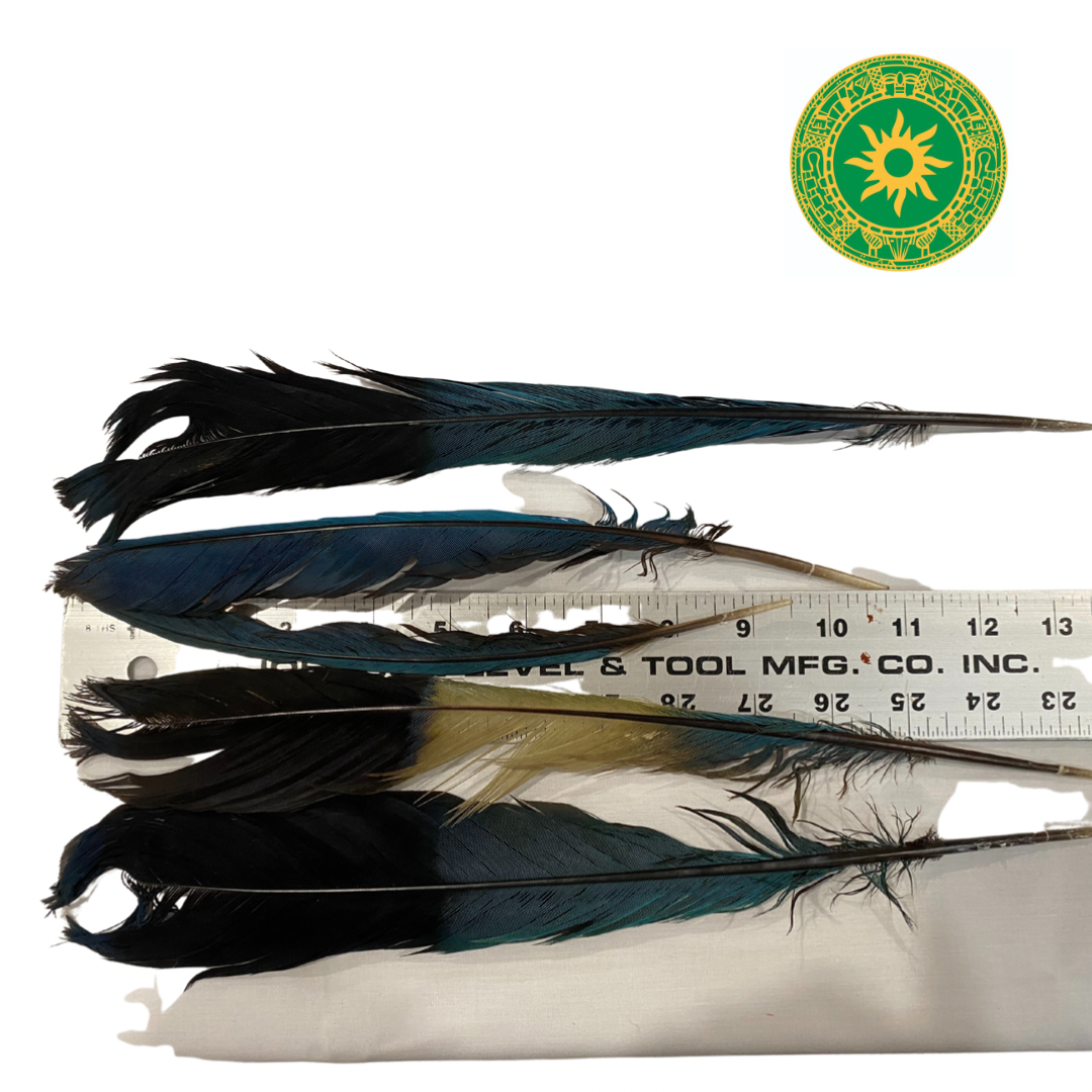 Pluma de loro