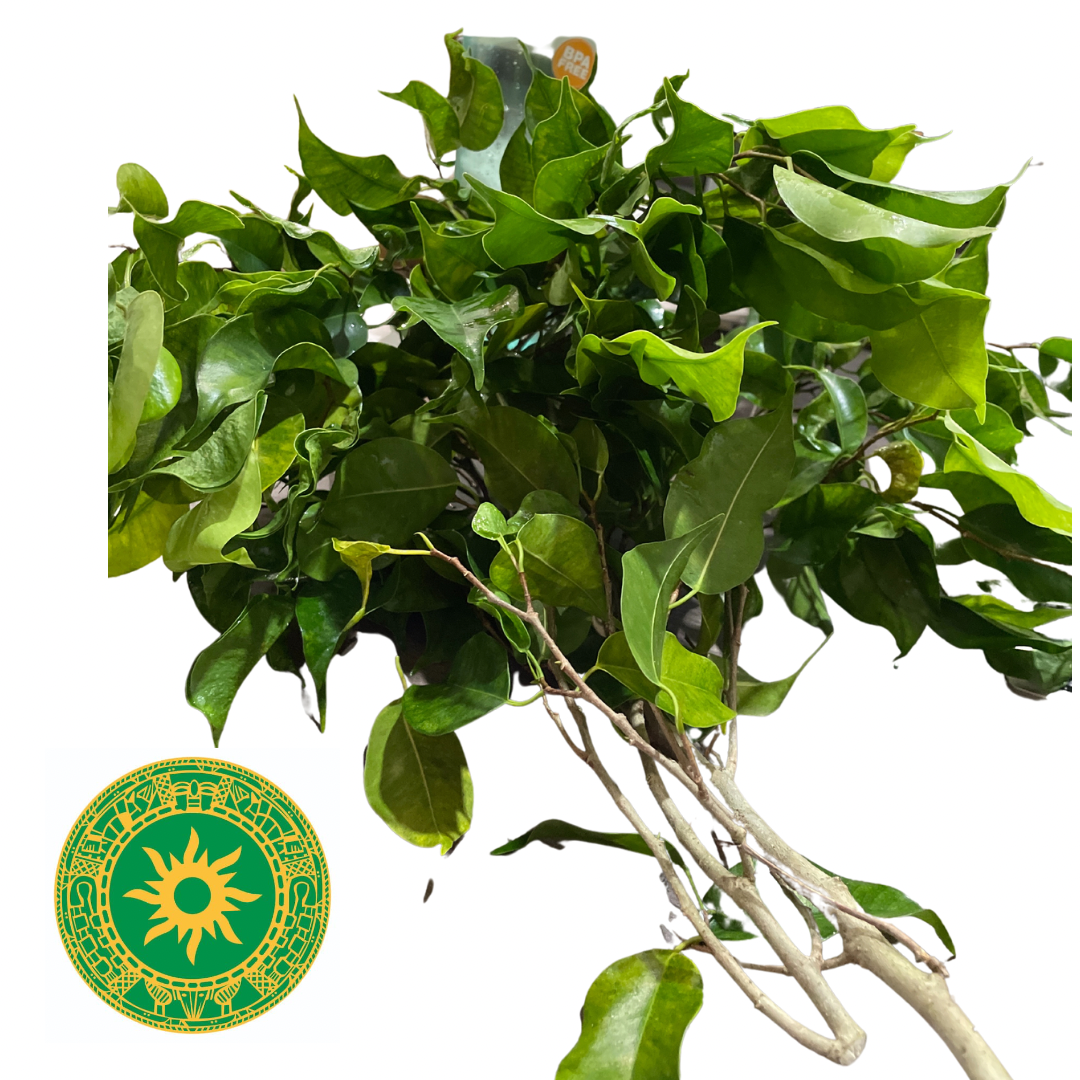 Mazo de Laurel