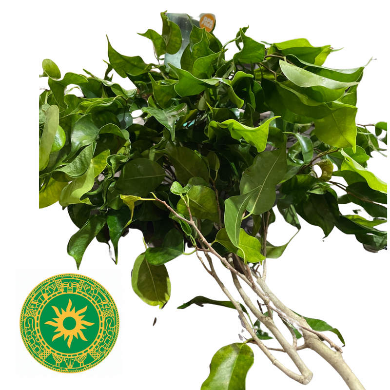 Mazo de Laurel