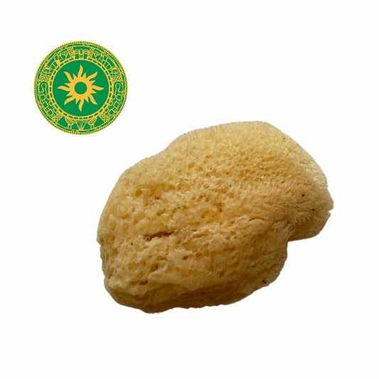 Sponge - Sponge 2"- 2.5"