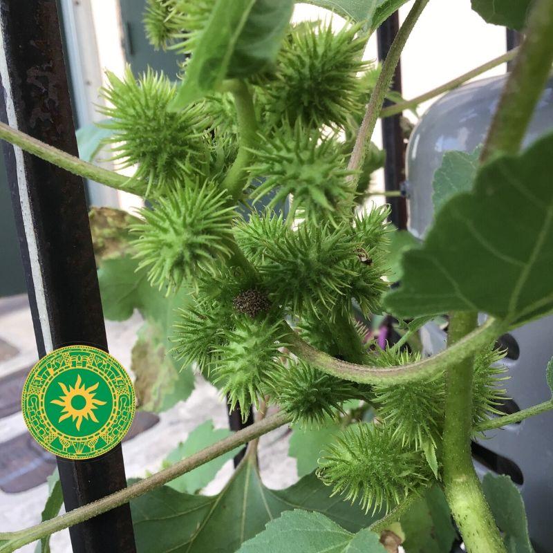 GUIZASO DE CABALLO GUIZASO DE CABALLO - Inshe Miami PLANTAS INSHE MIAMI