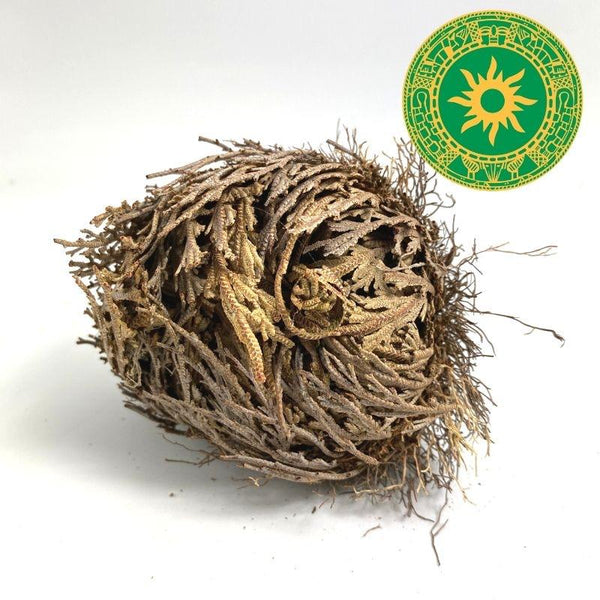 jericho plant prayer flower of jericho – INSHEMIAMI