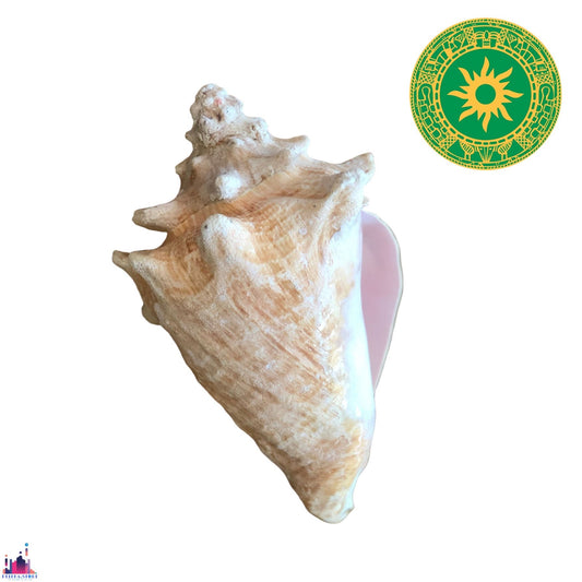 Caracol Cobo 7" - 9"