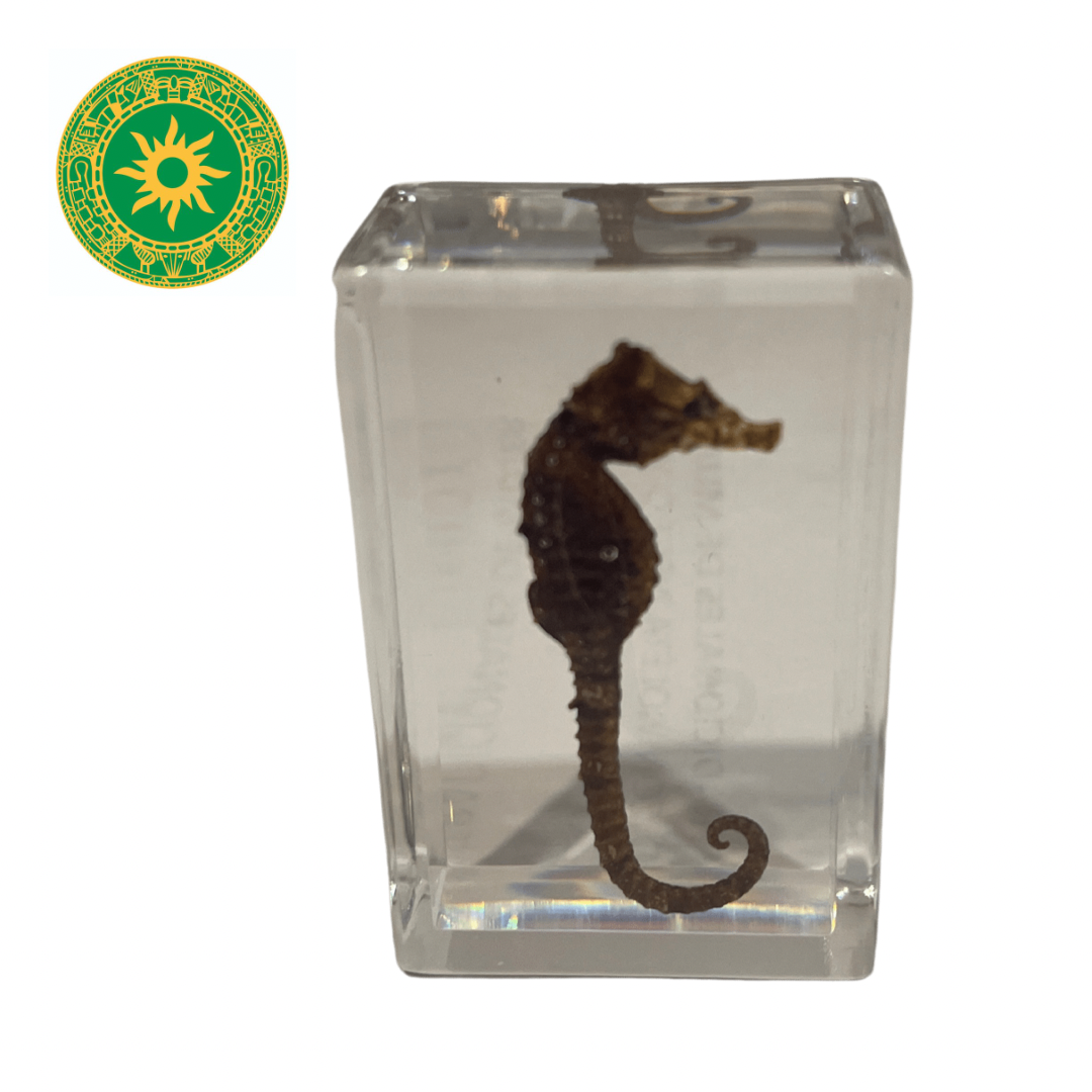 Seahorse 2”