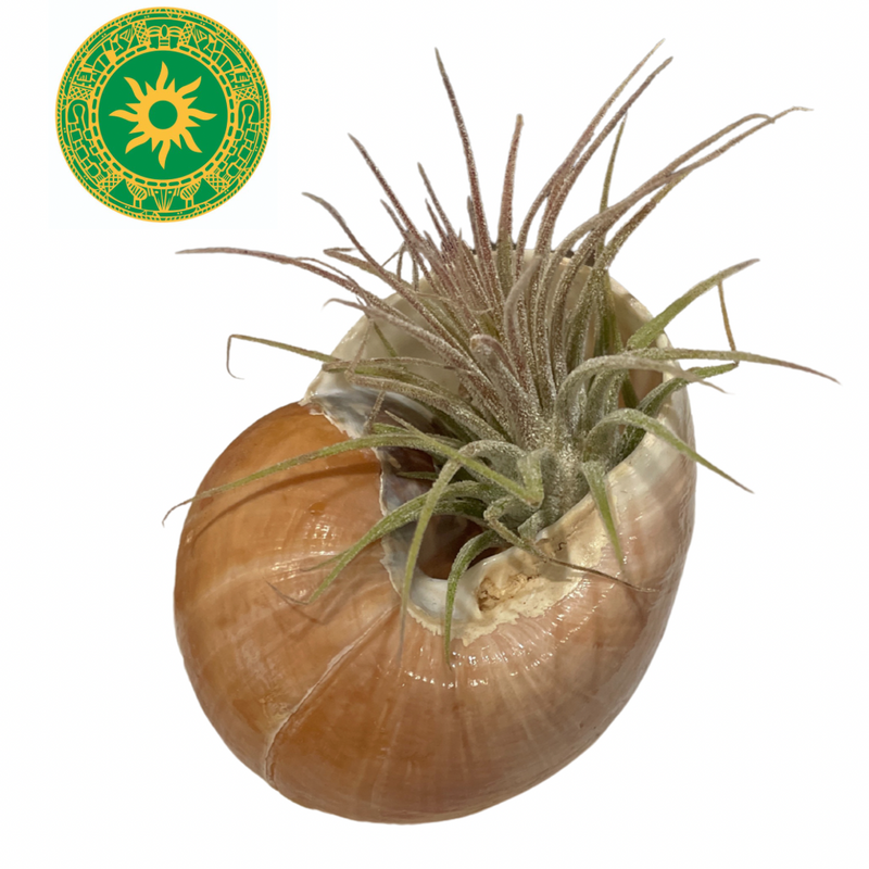 Airplants in Caracol - Curujey en Caracol