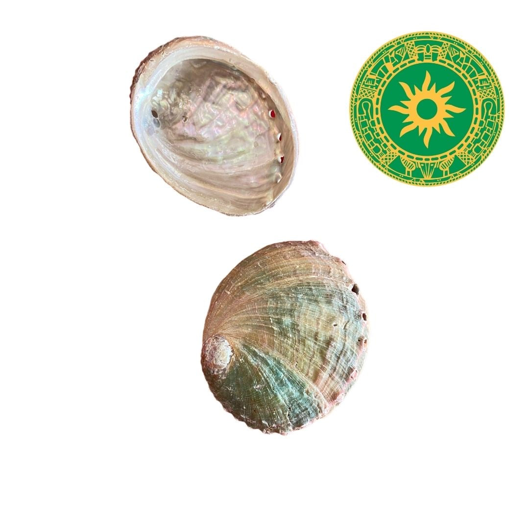 Concha Tornasol Perlada