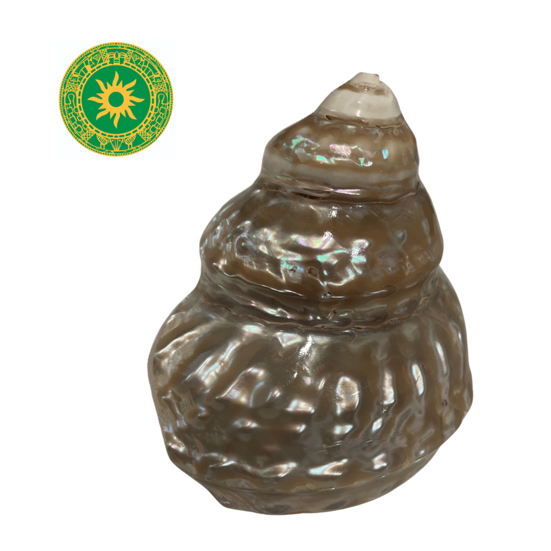 Nacre snail