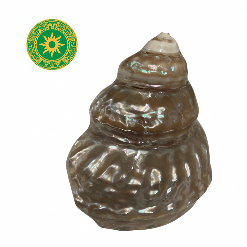 Caracol Nacar