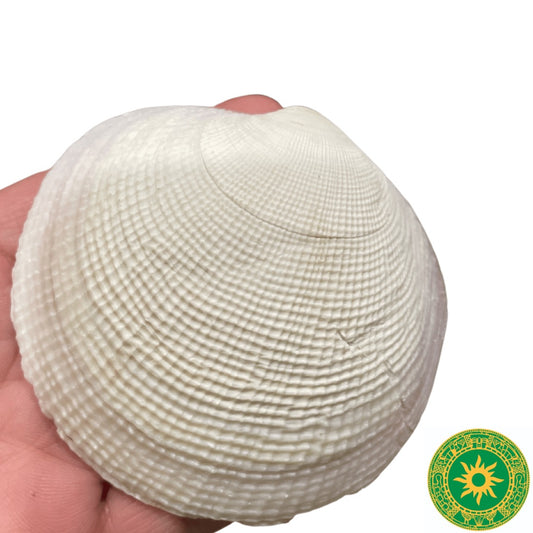 Concha Blanca y Amarilla 3"- 4"