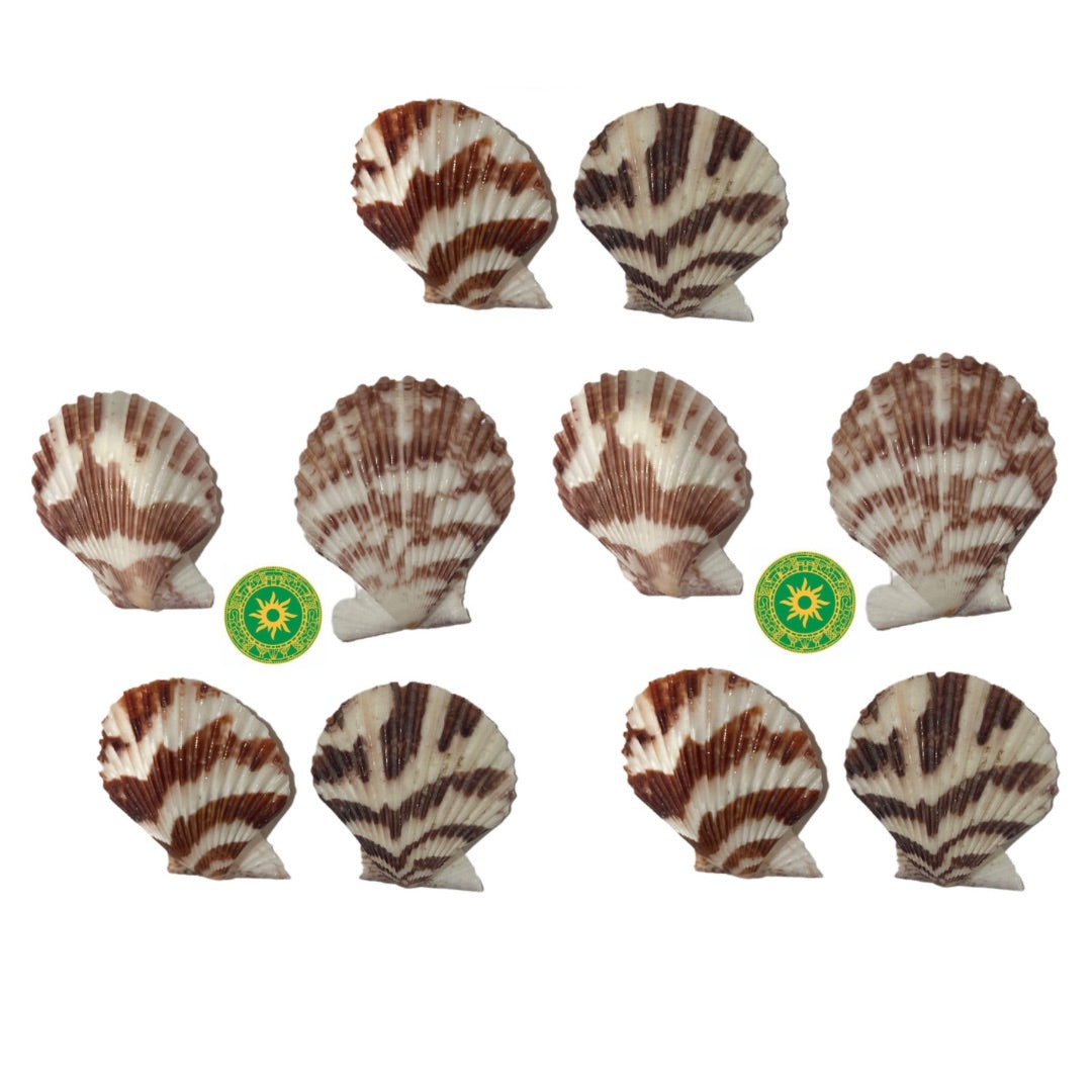 Concha Blanca y Carmelita 1"-3" Set (OPCIONES)