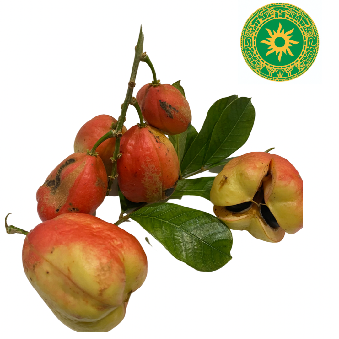 Fruta del Seso Vegetal