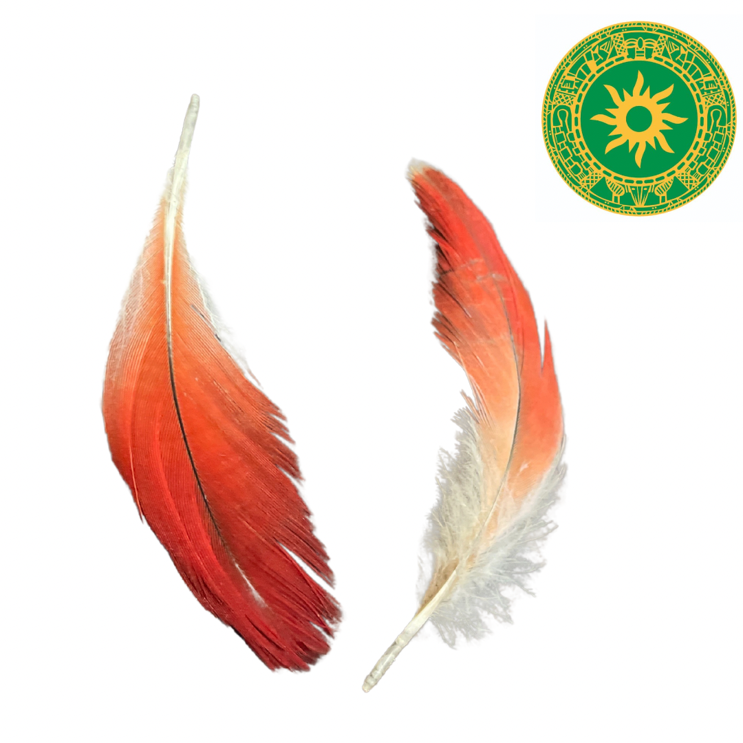 PARROT FEATHER 2"- 3"