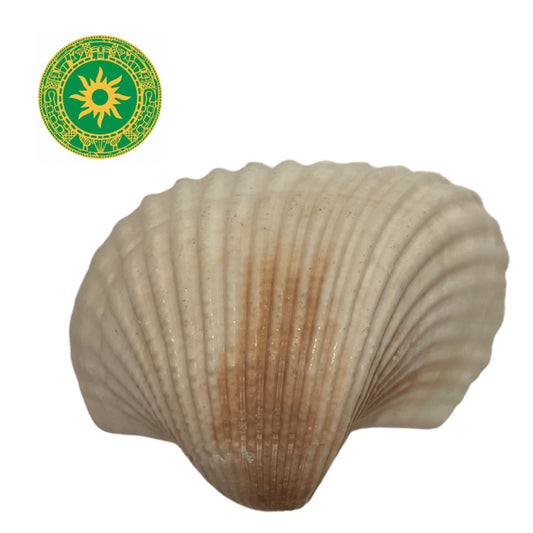 shell 2"-3"